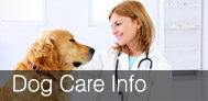 Pet Dental Care Calgary