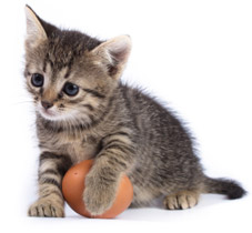 Pet Nutrition Calgary