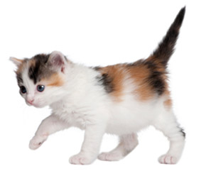 Cat Spay And Neuter Calgary