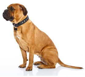 Dog Spay And Neuter Calgary